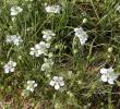 Nigella arvensis - černucha rolní