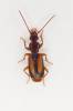 Polistichus connexus