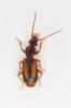 Polistichus connexus