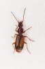 Polistichus connexus
