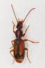 Polistichus connexus