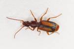 Polistichus connexus