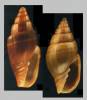 Ebenomitra ebenus