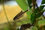 Petrocephalus microphthalmus