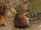 Rucervus eldii thamin - Burmese Brow-antlered Deer