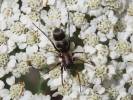 Micaria formicaria - mikarie mravencovitá