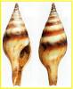 Tomellana lineata gracilis