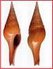 Tomellana hupferi