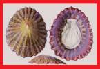 Patella ordinaria