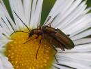 Chrysanthia geniculata geniculata