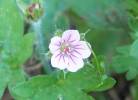Geranium sibiricum - kakost sibiřský