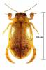Eretes sticticus