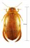 Eretes sticticus