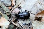 Abax ovalis