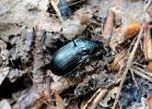 Abax ovalis