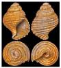 Bathyancistrolepis trochoideus