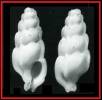 Aspella anceps