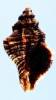 Ocenebra hybrida