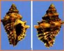 Muricopsis cevikeri