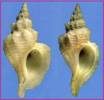 Scabrotrophon fabricii