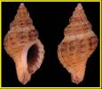 Ocinebrina reinai
