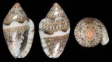 Marginella undulans