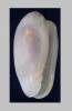 Gibberula confusa