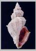 Sveltia lyrata