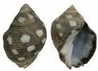 Acanthais brevidentata - nachovec krátkozubý