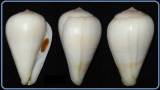 Conus filmeri