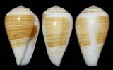Conus flavusalbus