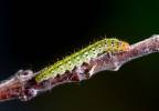 Choreutis nemorana - molovenka fíková