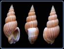 Phos roseatus