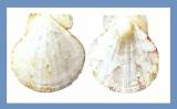 Juxtamusium maldivensis