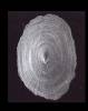 Cocculina japonica