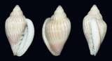 Glabella bellii