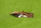 Acleris cristana