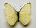 Appias albina