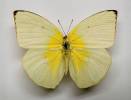 Catopsilia pomona pomona