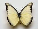 Appias lyncida eleonora
