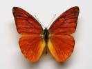 Appias nero