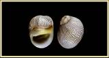 Neritina zebra