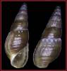Tarebia granifera celebensis