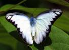 Appias lyncida latifasciata