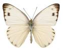 Appias phoebe