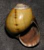 Felipponea neritiniformis