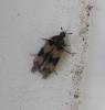 Attagenus simonis