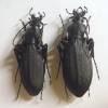 Carabus procerulus