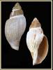 Capensisvoluta easoni