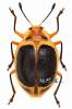 Oligocorynus cinctus